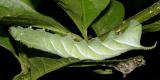 7778 - Rustic Sphinx - Manduca rustica