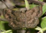 Mazans Scallopwing - Staphylus mazans (female)