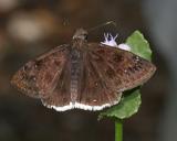 Mournful Duskywing - Erynnis tristis
