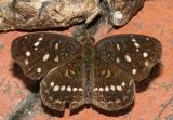 Ardent Crescent - Phyciodes ardys