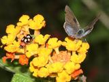 Lantana Scrub-Hairstreak (Strymon bazochii) on lantana