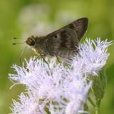 Violet-banded Skipper - Nyctelius nyctelius
