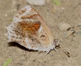 Lantana Scrub Hairstreak - Strymon bazochii