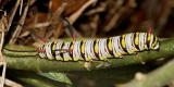 Queen caterpillar - Danaus gilippus