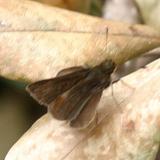 Whitened Remella - Remella remus