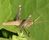Bird Grasshopper nymph - Schistocerca camerata