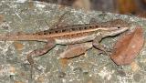 Texas Rose-bellied Lizard - Sceloporus variabilis