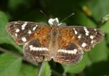 Chestnut Crescent female - Anthanassa argentea