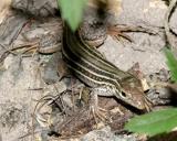 Texas Spotted Whiptail - Cnemidophorus gularis