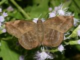 Sickle-winged Skipper - Eantis tamenund (female)