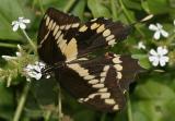 Western Giant Swallowtail - Papilio rumiko