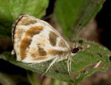 Turks-Cap White-Skipper - Heliopetes macaira