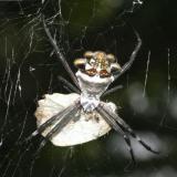 Silver Argiope - Argiope argentata