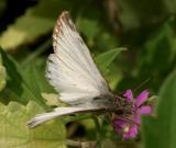 Turks Cap White-Skipper - Heliopetes macaira (male)