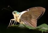 Two-barred Flasher - Astraptes fulgerator