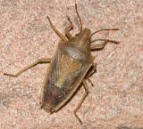 The rice stink bug - Oebalus pugnax