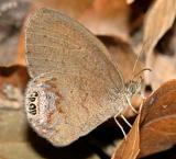 Gemmed Satyr - Cyllopsis gemma