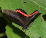 Red Rim - Biblis hyperia