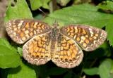Vesta Crescent - Phyciodes vesta