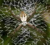 Silver Argiope - Argiope argentata