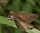 Clouded Skipper - Lerema accius (male)