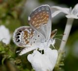 Western Pygmy-Blue - Brephidium exile