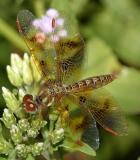 Eastern Amberwing - Perithemis tenera