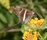 White-striped Longtail - Chioides albofasciatus