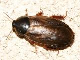 Cockroaches - Blattaria