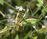 Chestnut Short-winged Katydid - Dichopetala castanea