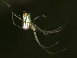  Orchard Spider - Leucauge venusta