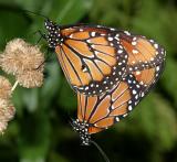 Queens - Danaus gilippus