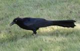 Great-tailed Grackle - Quiscalus mexicanus