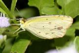 Little Yellow - Pyrisitia lisa