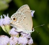 Mallow Scrub-Hairstreak - Strymon istapa