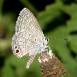 Ceraunus Blue - Hemiargus ceraunus