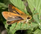 Southern Broken-Dash - Wallengrenia otho (male)