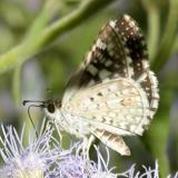 Desert Checkered-Skipper - Pyrgus philetas