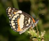 Bordered Patch - Chlosyne lacinia