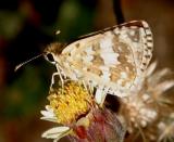 White Checkered-Skipper - Pyrgus albescens