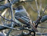 Ash-throated Flycatcher - Myiarchus cinerascens