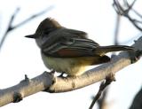 Ash-throated Flycatcher