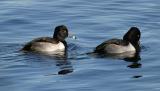 Ring-necked Duck - Aythya collaris