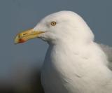 Herring Gull breeding plumage