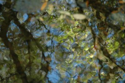 refelection