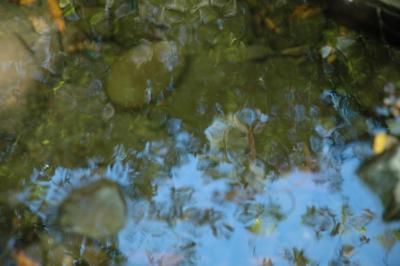 refelection