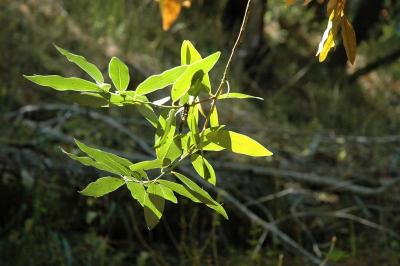 bay leaves in sunlight