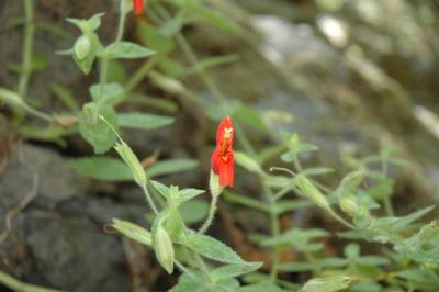 wild mimulus