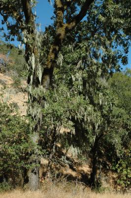 tree with lichen