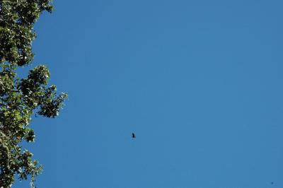 turkey vulture